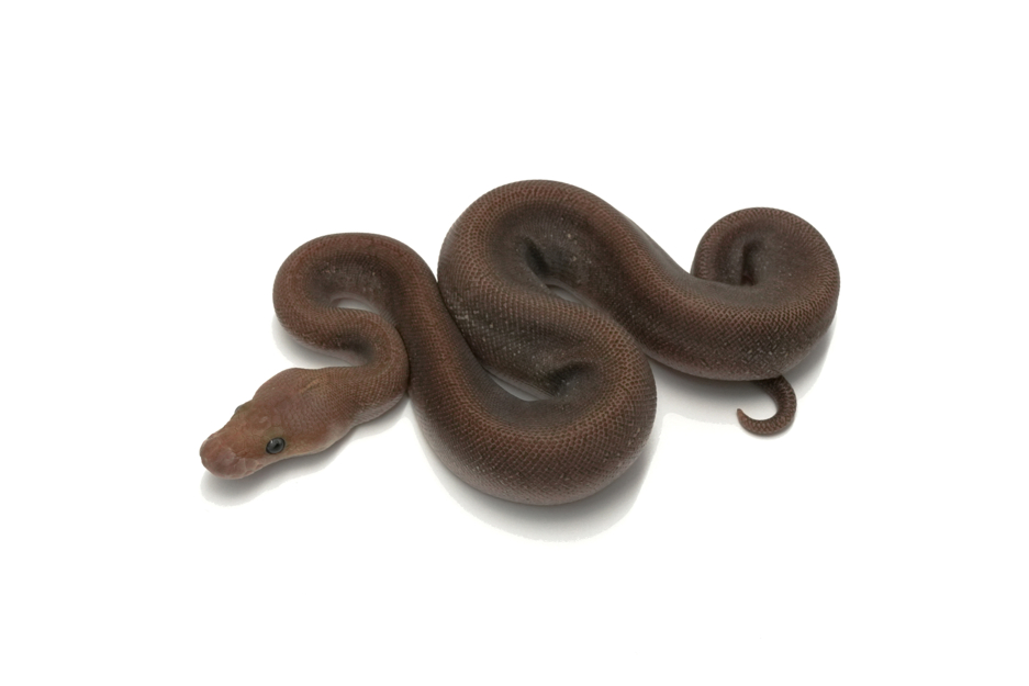 Stranger Mojave Chocolate Leopard Monsoon Clown