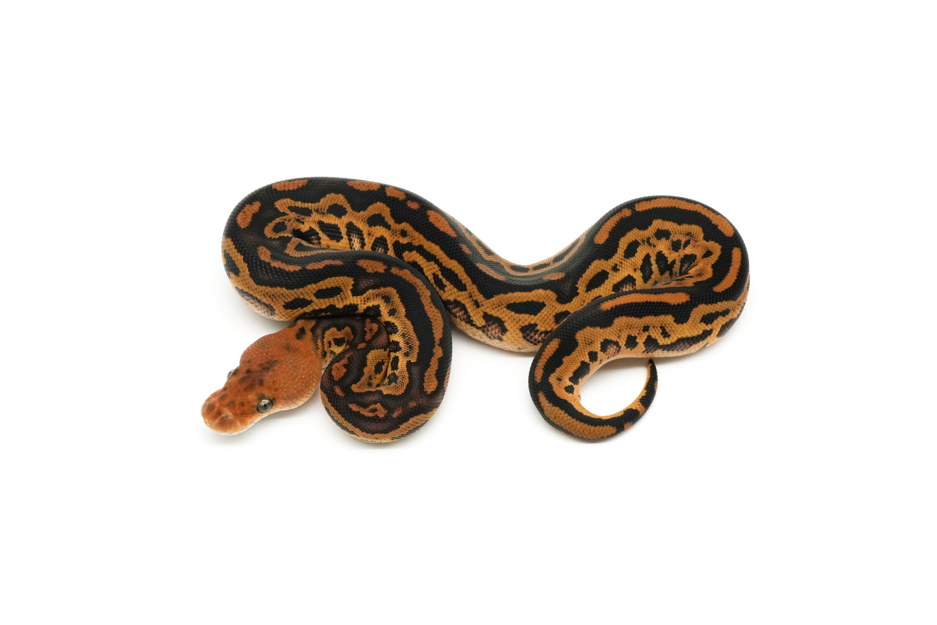 Bongo Leopard Clown 50%Sunset Pos Cypress