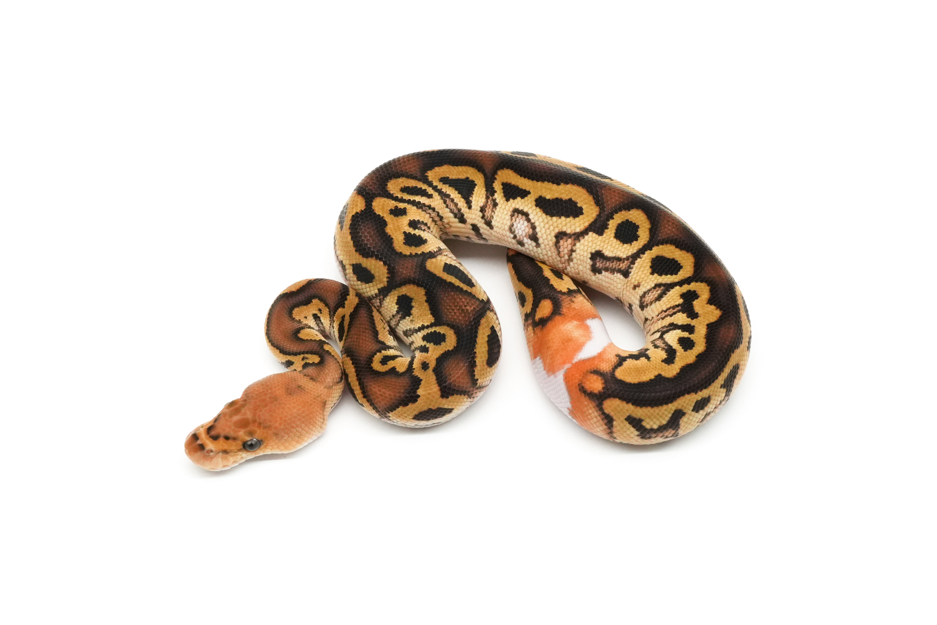 Redhead Spotnose Gravel Clown