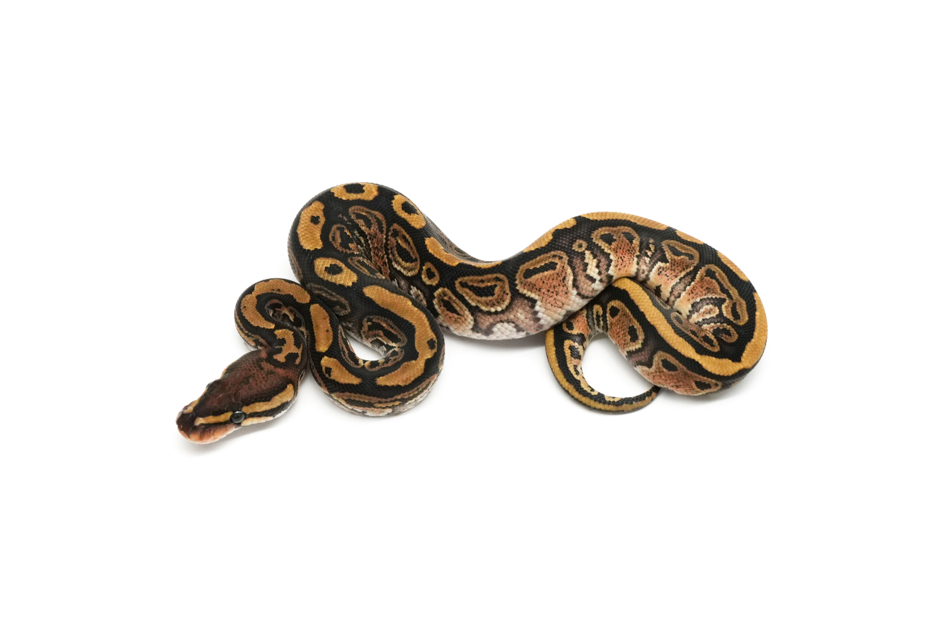 Hurricane Redstripe Pixel Het Clown