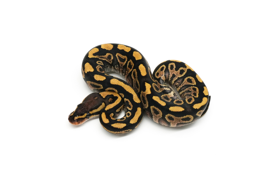 Hurricane Pixel YB Het Clown