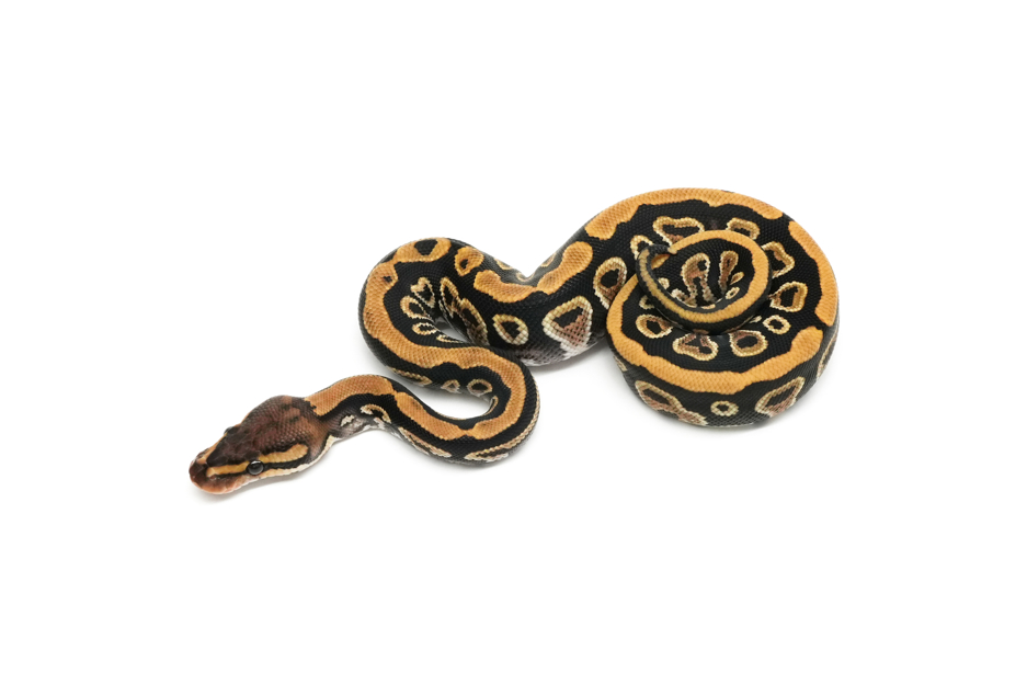 Cypress Pixel Het Clown