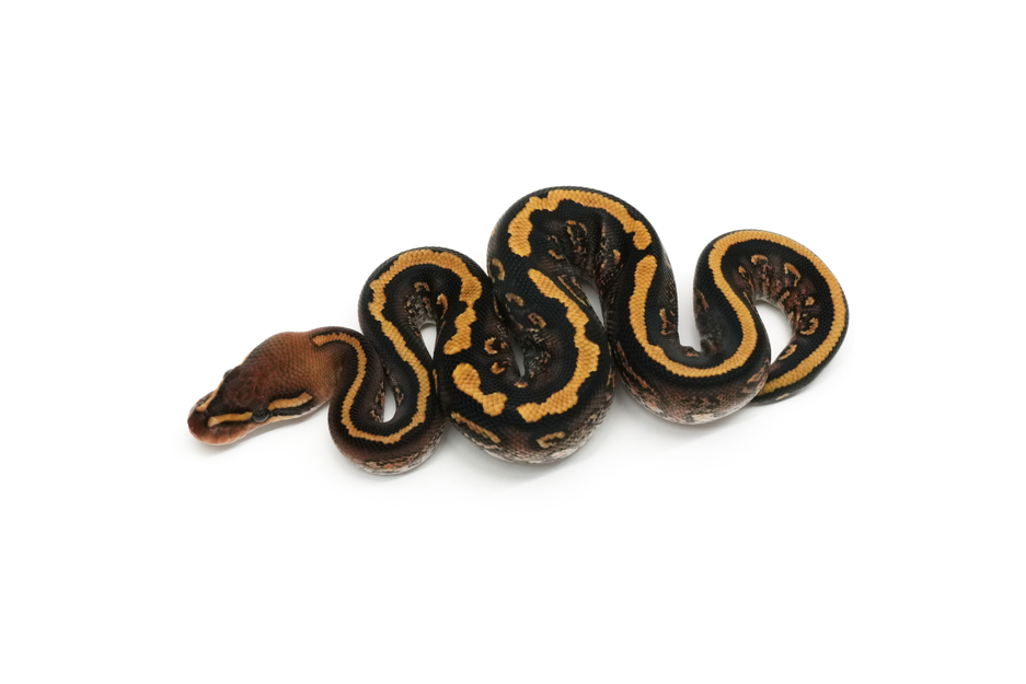 Cypress Hurricane Pixel YB Het Clown