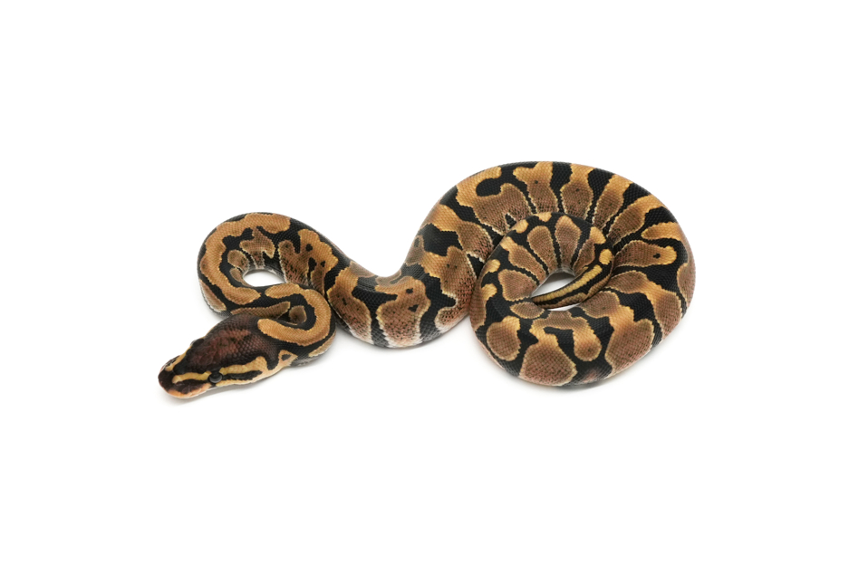 Spotnose Het Zebra 66%Clown 50%Monsoon