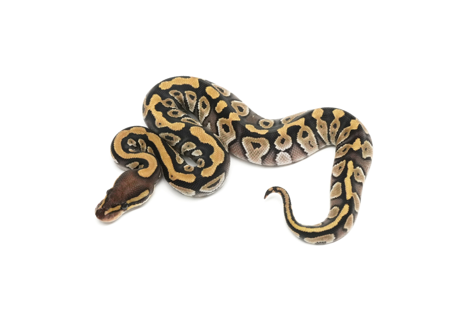 Mojave Het Zebra 66%Clown 50%Monsoon