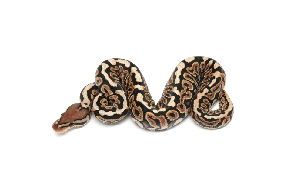 Blackpastel Spotnose Het Zebra 66%Clown 50%Monsoon