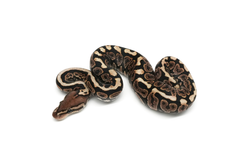 Blackpastel Spotnose Het Zebra 66%Clown 50%Monsoon