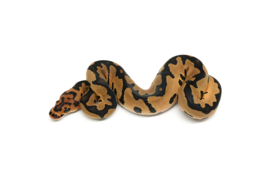 Leopard Clown Het Zebra 50%Monsoon