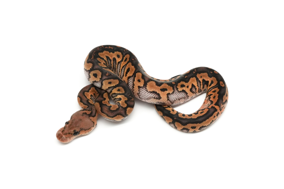 Blackpastel Clown Het Zebra 50%Monsoon