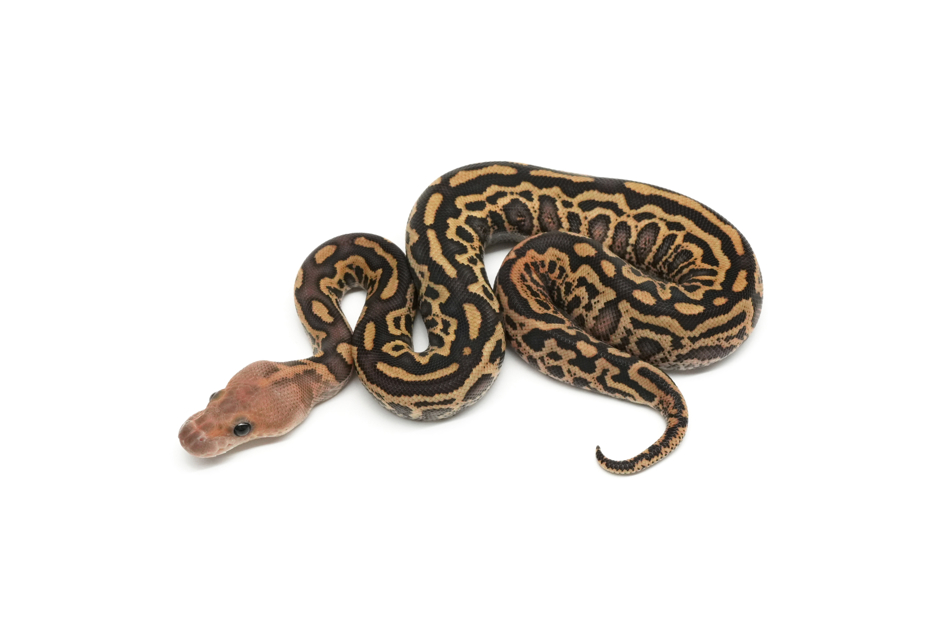 Blackpastel Mojave Batman Het Zebra 50%Monsoon