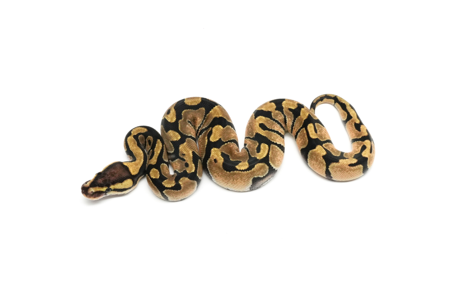 Enchi Het Clown 66%DG 50%VPI Axanthic