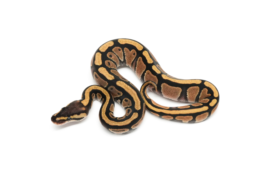 Redhead Enchi Het Clown 66%DG 50%VPI Axanthic