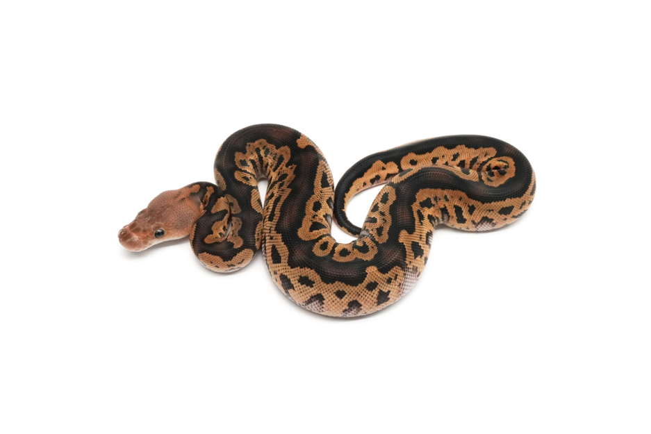 Redhead Clown 66%DG 50%VPI Axanthic
