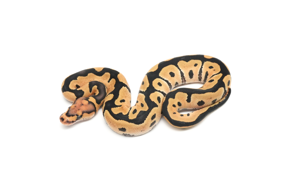 DG Clown 50%VPI Axanthic