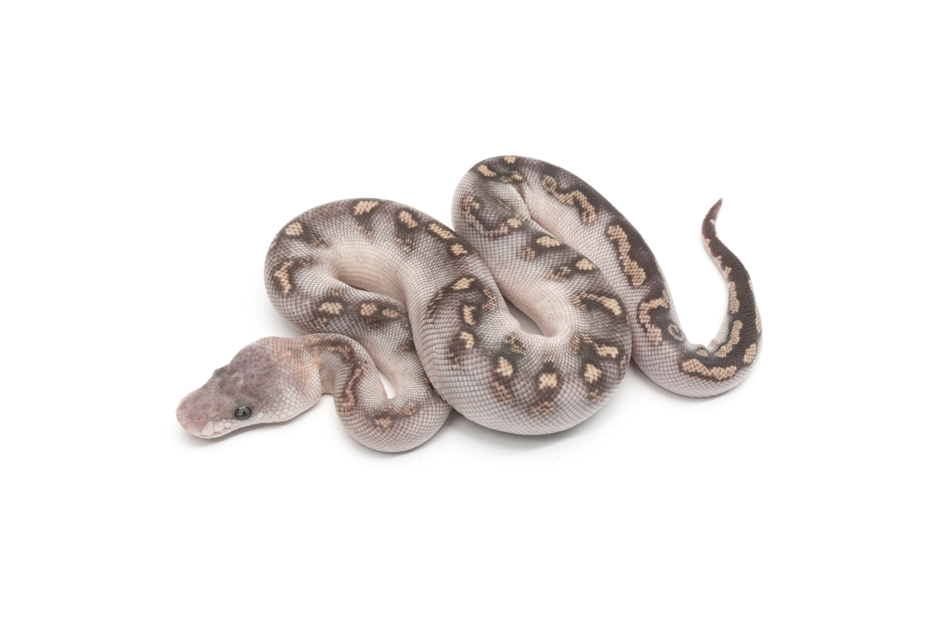 GHI Mojave Spotnose Redstripe YB Clown