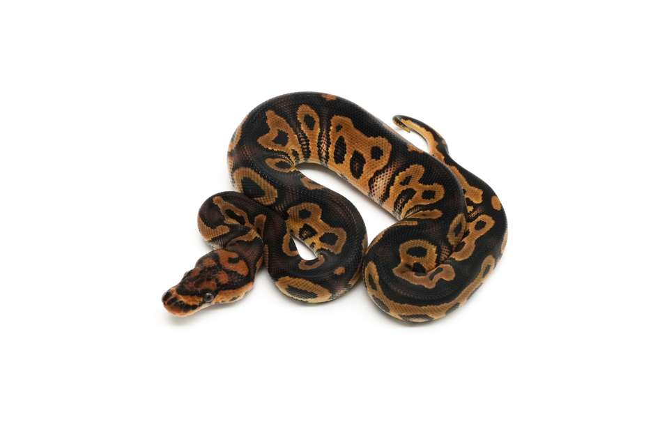 Hurricane Clown 66%DH MJ Axanthic Pied