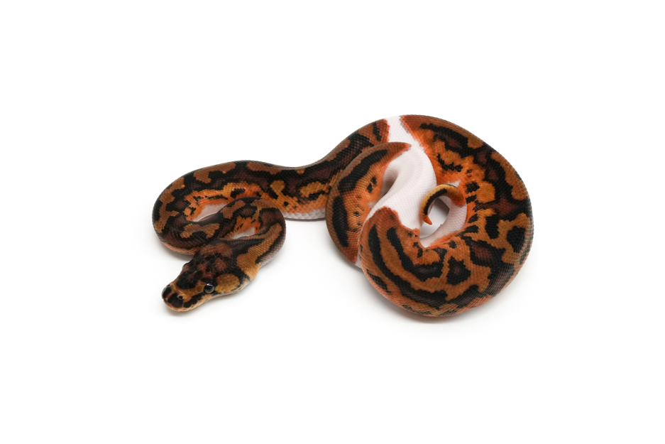 Hurricane Clown Pied 66%MJ Axanthic