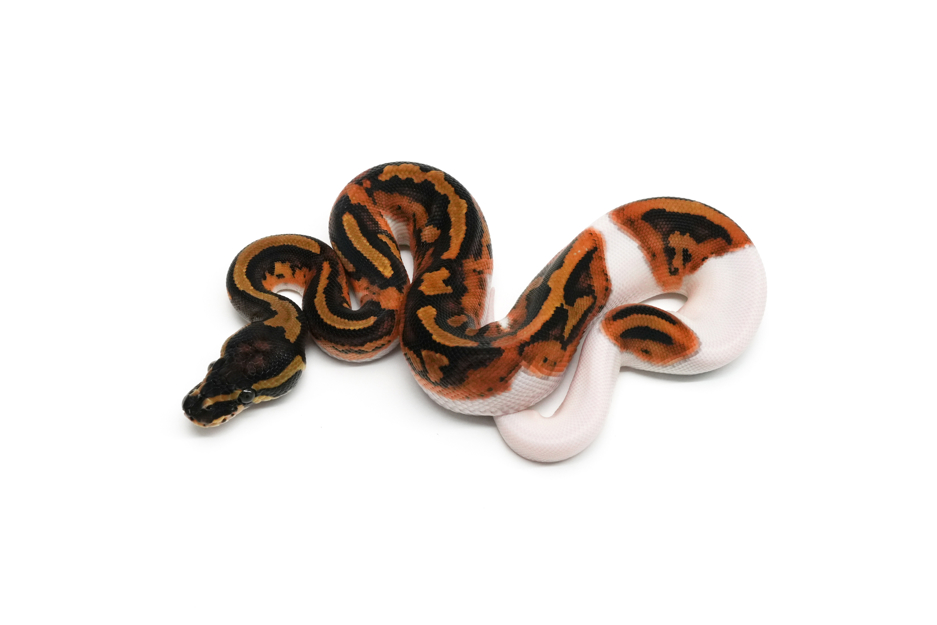 Hurricane Pied 66%DH MJ Axanthic Clown