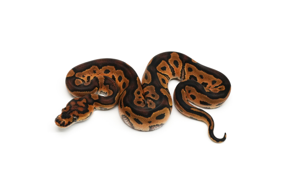 Hurricane YB Clown 66%DH MJ Axanthic Pied