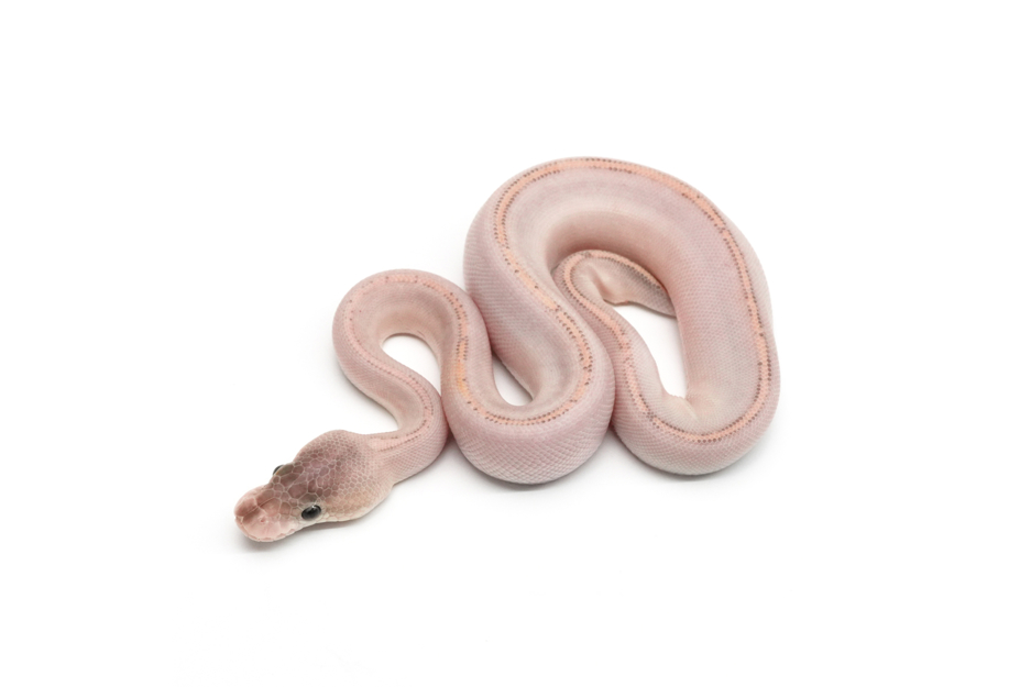 GHI Blackpastel Highway Het Clown 50%DG