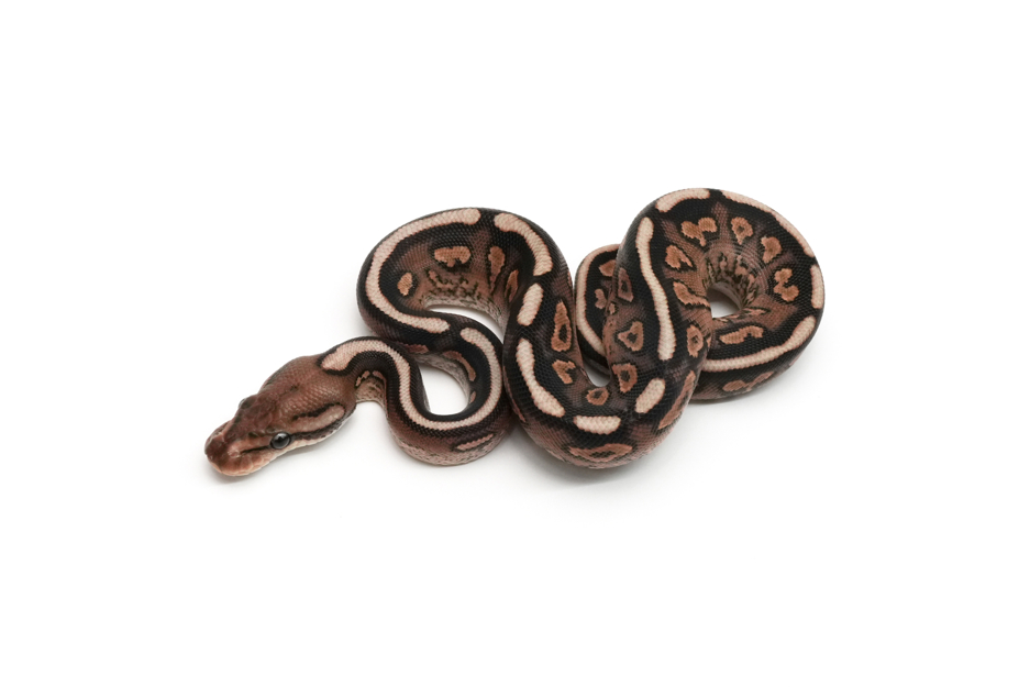 Blackpastel Redstripe Spotnose YB or Gravel Het Clown 50%DG