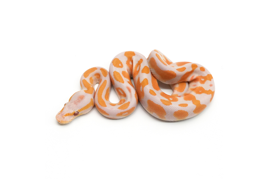 Blackhead Lavender Het Pied