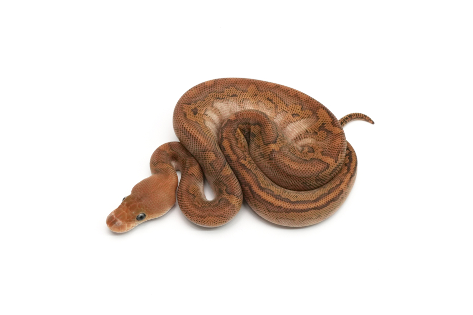 Wookie Mojave YB Pinstripe Clown