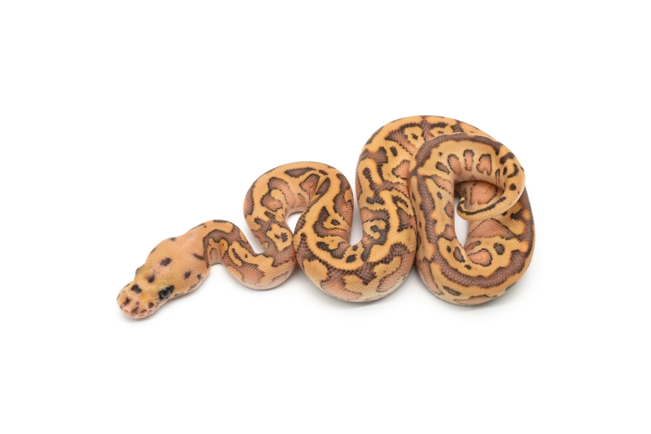 Chocolate Confusion Leopard Lesser Clown 50%Albino