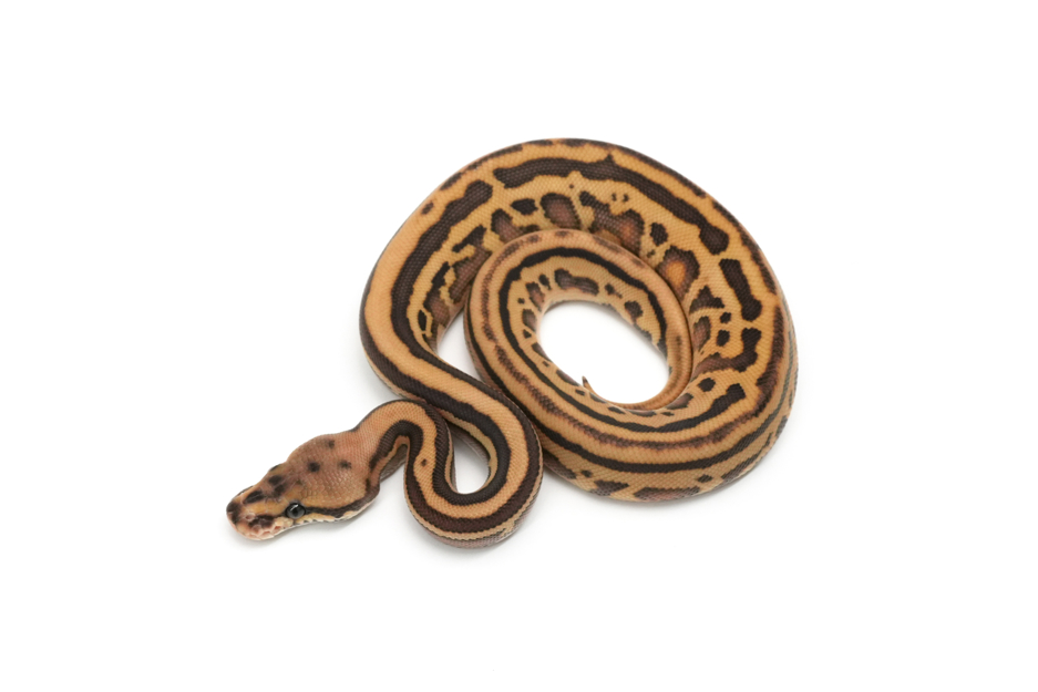 Chocolate Confusion Leopard Lesser Het Clown 66%Albino