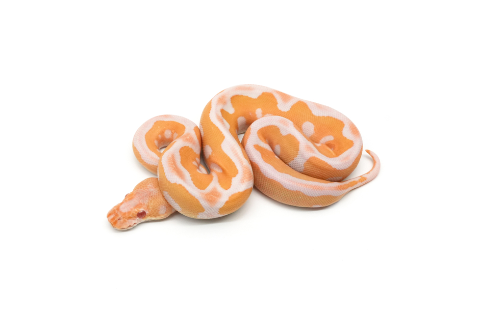 Leopard Chocolate Albino Clown