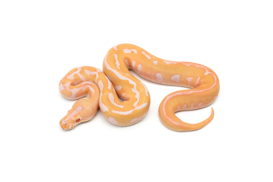 Confusion Chocolate Leopard Albino Clown