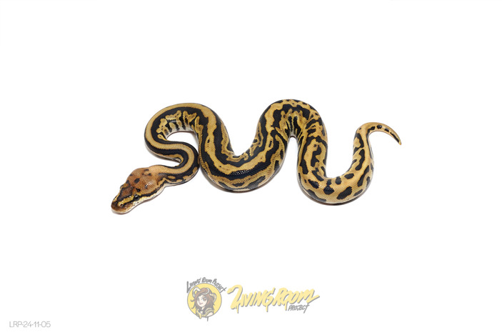 Redhead Spotnose Leo (Pos Fire) Het Clown