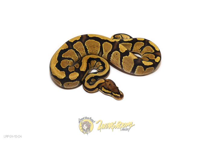 Fire Enchi DH Clown DG