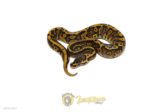 Confusion Pastel Redstripe Het Clown or Cryptic