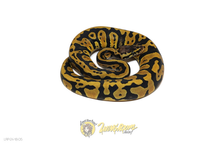 Confusion Pastel Het Clown or Cryptic