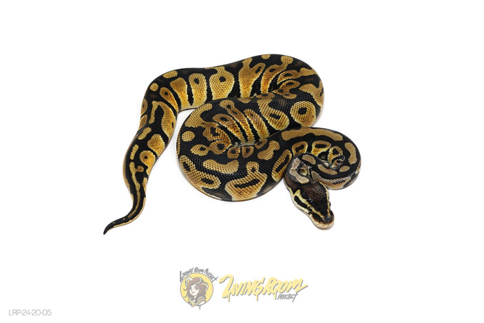 Pastel (Pos Chocolate or Raven) Het Clown or Cryptic