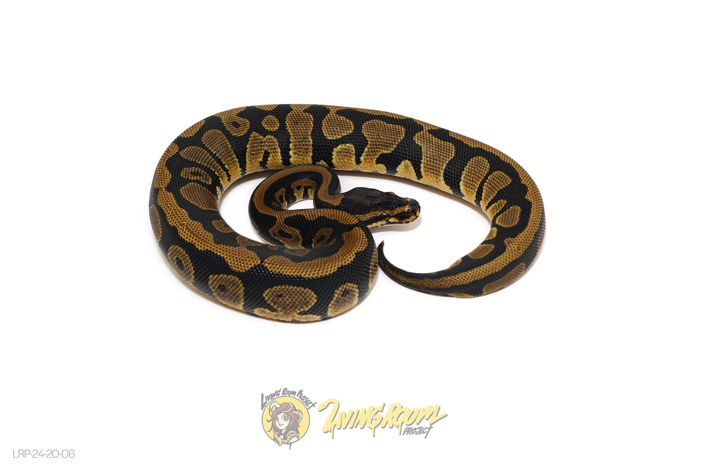 Leopard Het Clown Or Cryptic