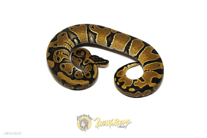 Normal (Pos Lace) Het Clown