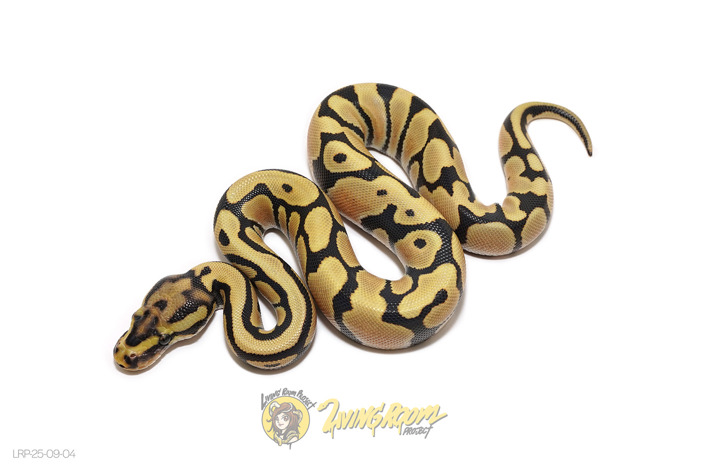 OD Spotnose DG