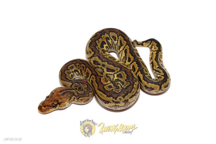 Spotnose Bongo Clown (Kink Tail*)