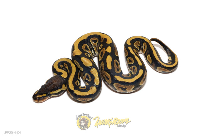 NR Mandarin Phantom Het Pied 66% Hypo