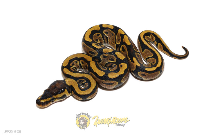 NR Mandarin Het Pied 66% Hypo