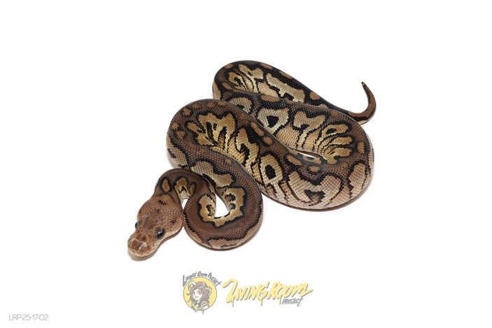 Cinnamon Spotnose Clown