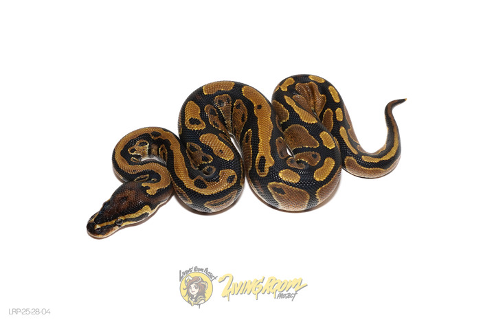TH Hypo Pied Sunset