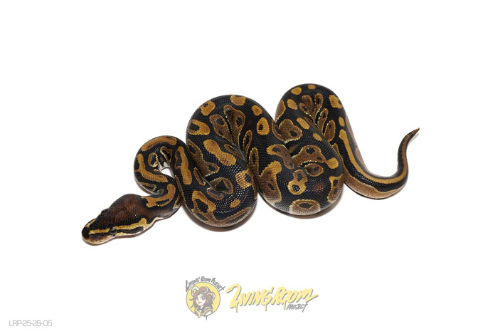 TH Hypo Pied Sunset
