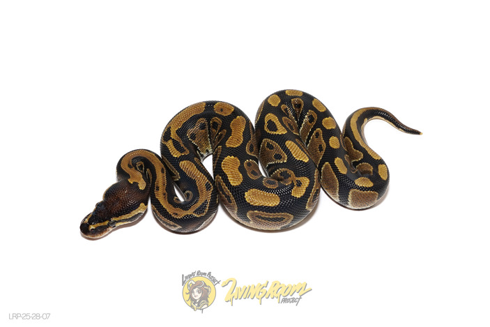 TH Hypo Pied Sunset
