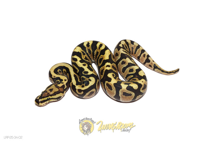 Fire Spotnose DH Clown Sunset Het 50% Hypo