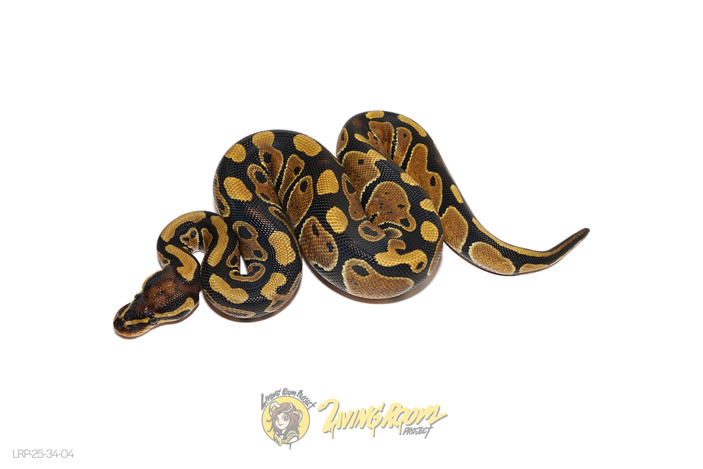 DH Clown Sunset Het 50% Hypo