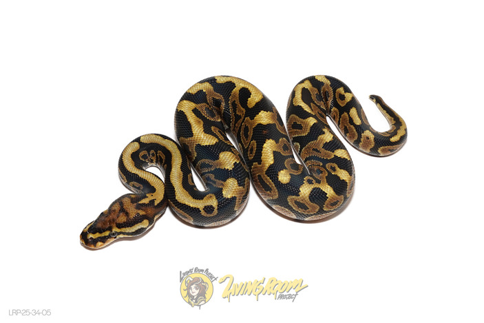 Spotnose (Pos GeneX) DH Clown Sunset Het 50% Hypo