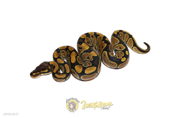 DH DG Monarch